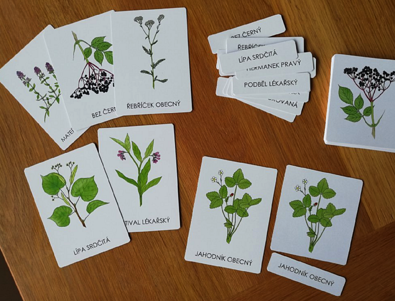příroda do kapsy třísložkové karty léčivé rostliny 1